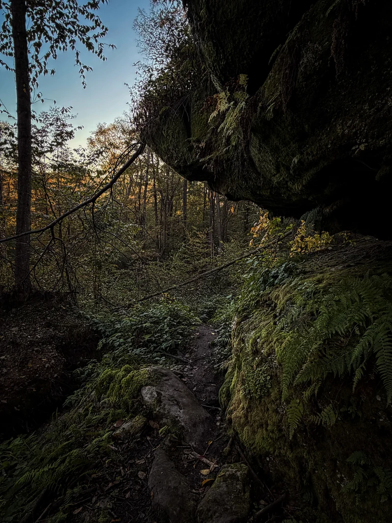A woodland trail beneath a moss-covered boulder overhang, bordered by ferns